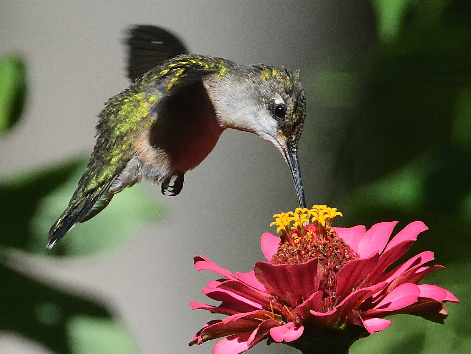 This is a female ruby-throated hummingbird in a neighbor’s garden. A variety of flowers in most gardens will attract hummingbirds, as well as a variety of butterfly species. ..Females lack the red patch on the throat. ..Hummingbirds have a thin tongue that extends outward from the bill, and aids with collecting nectar from flowers. The hummingbirds' act of feeding aids in the pollination of many species of flowering plants.